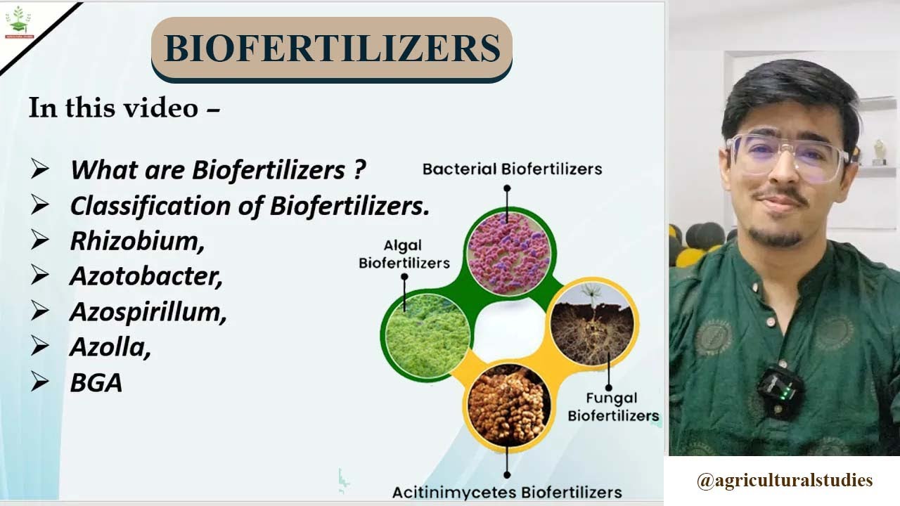 Biofertilizers And Their Classification  - Rhizobium, Azotobacter, Azospirillum, Azolla, BGA