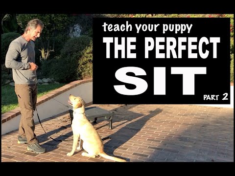 Teach Your Puppy SIT on Command - Perfect SIT - Robert Cabral Dog Training Video