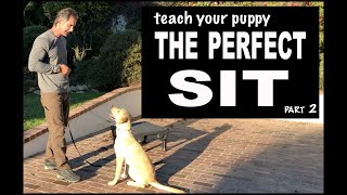 Teach Your Puppy SIT on Command — Perfect Sit