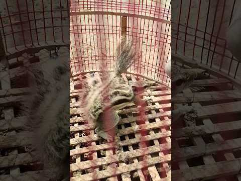 Squarely#shorts #youtubeshorts #mursleen #vlog #viral #trending #animals