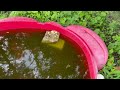 Sandbox Filled with Water & Mosquito Larvae in Hightstown, NJ