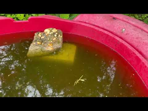Sandbox Filled with Water & Mosquito Larvae in Hightstown, NJ
