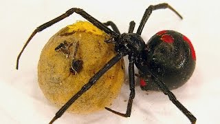 Redback Spider Egg Sac Whats Inside