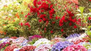 Greg Long - Everything Is Gonna Be All Right