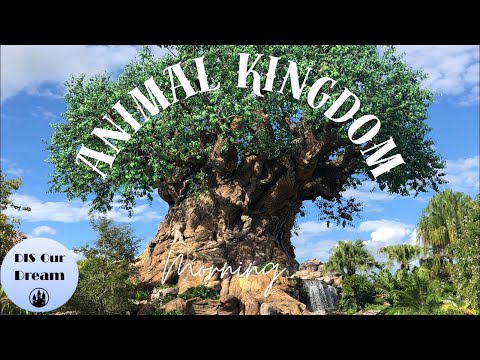 Live webcam of DIS Our Dream