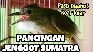 Download lagu Terapi jitu cucak jenggot Sumatra malas bunyi pasti nyahut #birds #jenggot mp3