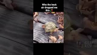 Cover art for Booohahaha