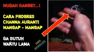 Download lagu Cara Melatih Channa Auranti Agar Mangap Stabil mp3