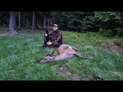 Rotwildjagd | Ein Abendansitz im Wald - Jagdkrone