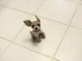 Ralph The Wonder Dog It S Not A Real Dog So Don T Watch It
