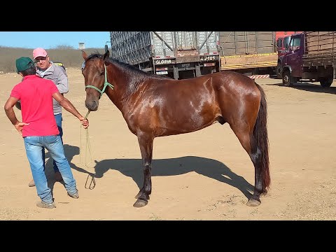 FEIRA DE CAVALOS EM CAMPINA GRANDE-PB 03-12-2025 ANIMAIS DE 1.000 REAIS HOJE 