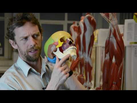 Bones of the skull and more skull anatomy