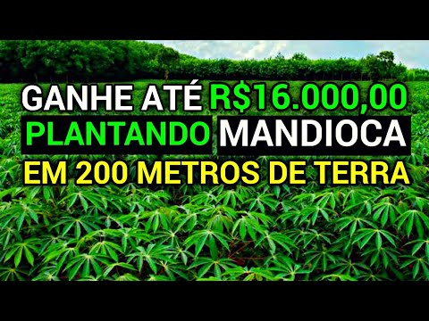 , title : 'LUCRAR R$16.000,00 COM PLANTAÇÃO DE MANDIOCA EM 200 METROS DE TERRA'