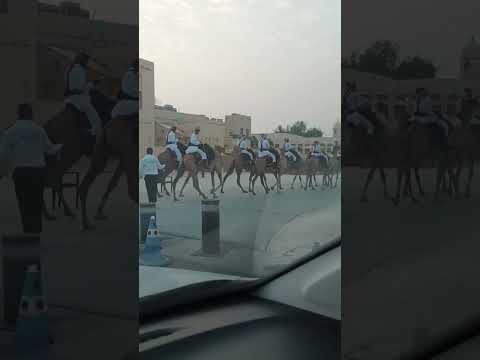 Camel riders 🐪 #qatar #shorts