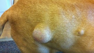 Dog Cysts!  Cyst Removal on Dogs!  Biggest Cysts