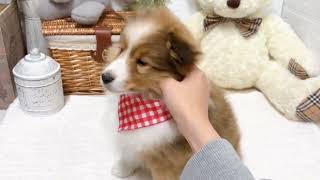 シェットランドシープドッグの動画01