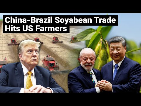China Brazil Soybean Trade Hits US Farmers