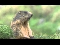 Best Of BBC Talking Animals