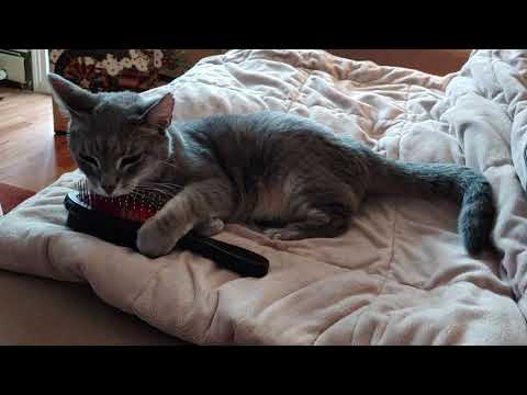 Isadora brushes herself