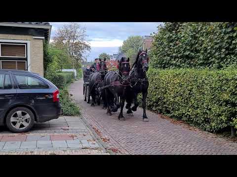 Stal Okkema's Tjibbe - Reinder x Wobke *sport* right leader next to our KING Michiel 442