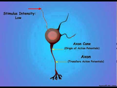 2 Neuron Coding