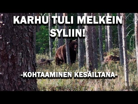 KONTION KANSSA VASTAKKAIN! Karhun kohtaaminen kesäiltana.