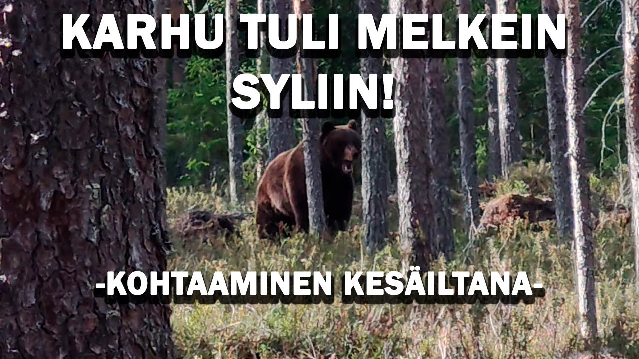 KONTION KANSSA VASTAKKAIN! Karhun kohtaaminen kesäiltana.