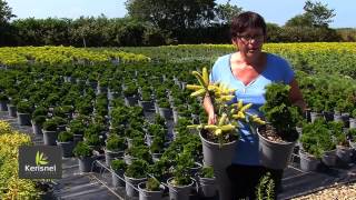 Les conifères, les essentiels du jardin.