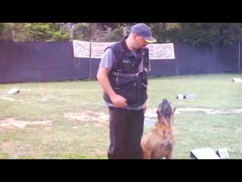 Gara Rally Obedience CSEN, Ostia Antica, MAD, 15 maggio 2016