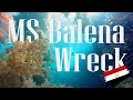 Diving the MS Balena Wreck - Hurghada - Egypt