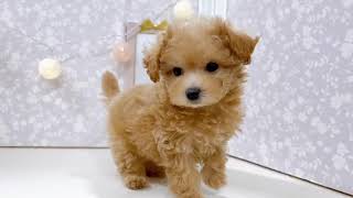 ハーフ犬の動画01