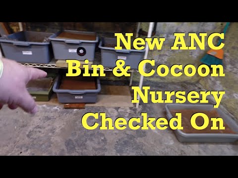 10-day ANC worm bin fed & its cocoon nursery checked on - vermicompost
