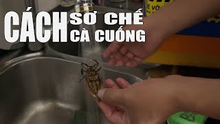 CÁCH SƠ CHẾ CÀ CUỒNG