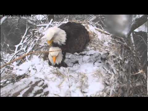 2014 03 18 MNBound Snow