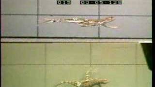 Zebra-tailed lizard running fast