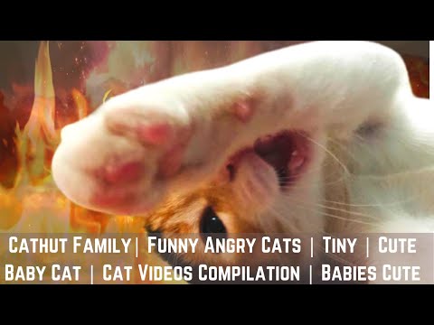 Cathut Family| Funny Angry Cats | Tiny | Cute Baby Cat | Cat Videos Compilation | Babies Cute