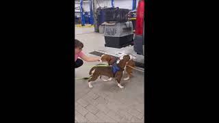 Video preview image #1 Mutt Puppy For Sale in Shelburne, VT, USA