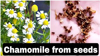 How to grow chamomile plant | Chamomile plant from seed | Grow chamomile | Chamomile