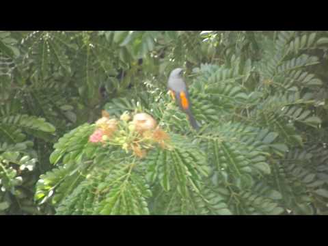 Pestrec trpasličí (Pericrocotus cinnamomeus) — správanie a biotop