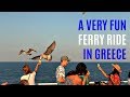 SEAGULLS FEEDING FRENZY GREECE TRAVEL VIDEOS