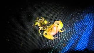preview picture of video 'Acris gryllus call and amplexus'