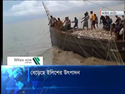 গত দশ বছরে ইলিশের উৎপাদন বেড়েছে | ETV News