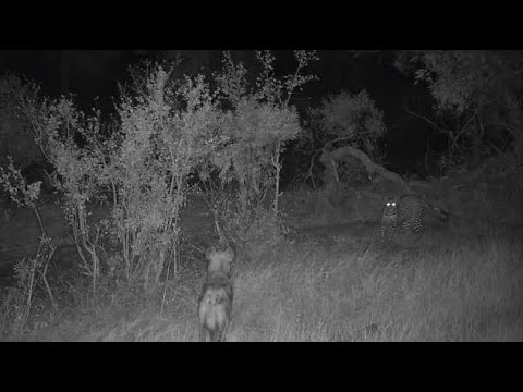 Djuma: Hyena and Leopard-Tlalamba female surprise each other - 21:31 - 08/27/20