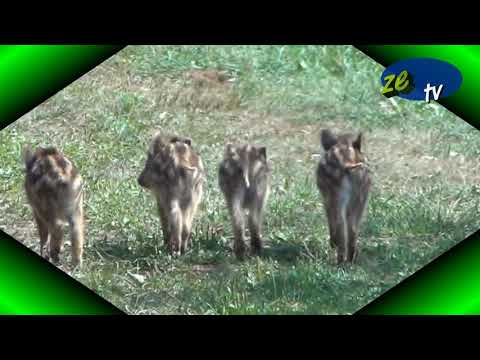 Vepar Mladunčad Juvenile boar  Pig