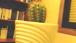 preview picture of video 'cactus sobre la mesa del ordenador'