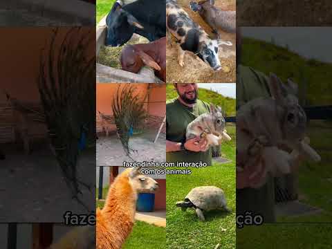 HOTEL FAZENDA QUE PARECE MAIS UM CENÁRIO DE FILME🎬🧡 #shortsviral #youtubeshorts #travel