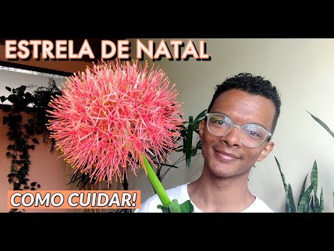 Estrela de natal (Scadoxus multiflorus) - como cultivar e reproduzir!