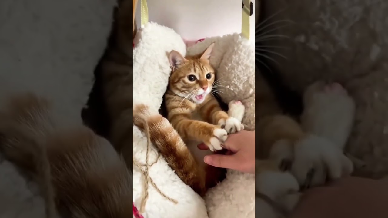 😹 Cats Doing Cats Things 😹 #shorts #funnycat #fyp