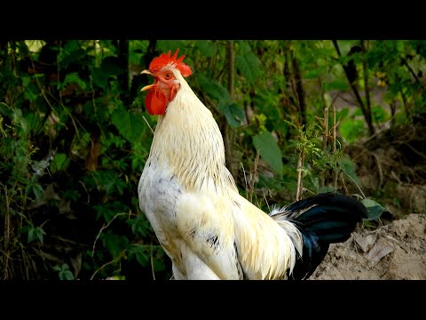 5 different roosters crowing compilation plus - sounds effect of crowing rooster birds voice