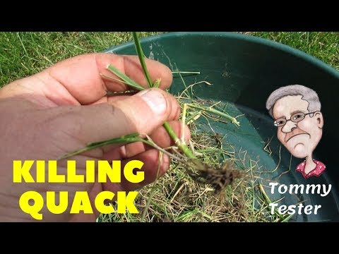 Killing Quack Grass | 1 year lawn renovation review